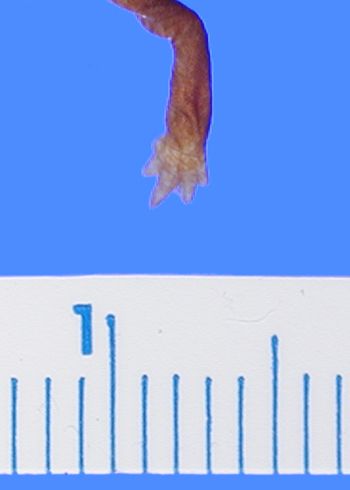 Media type: image; Herpetology A-24701